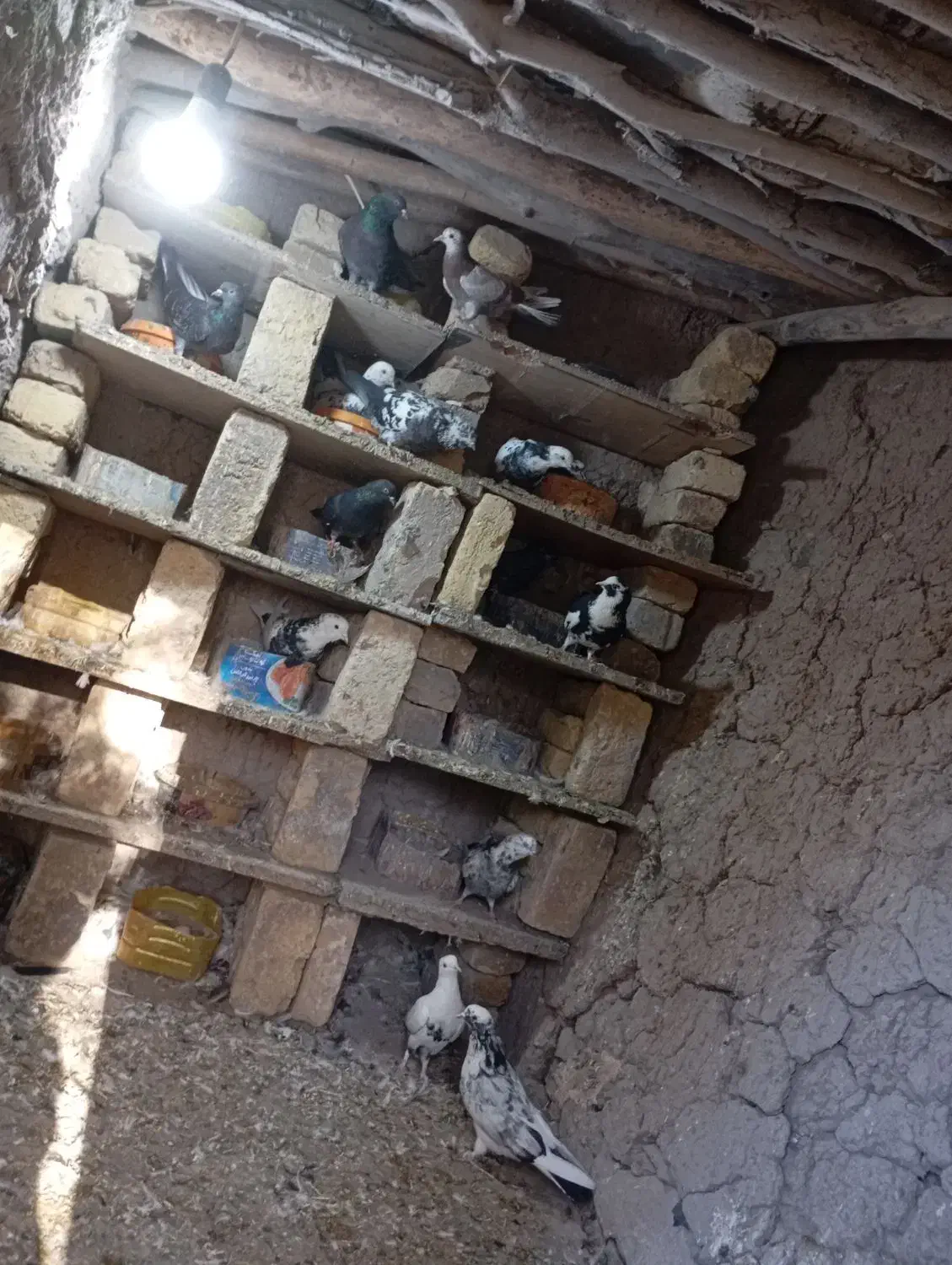 کبوتر پرشی|پرنده|قره پشتلو, |دیوار