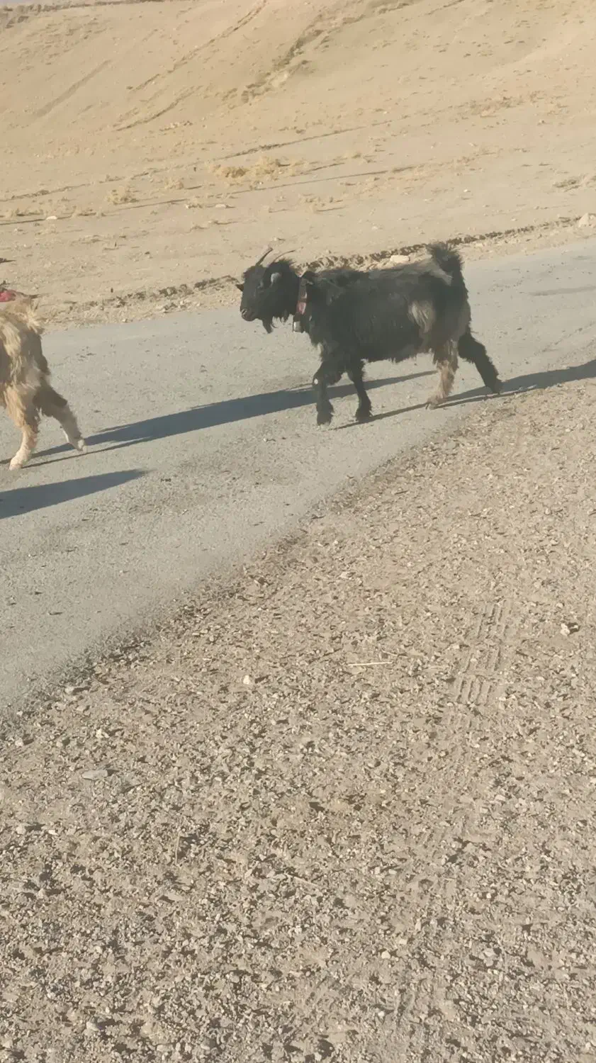 9راس  بز درجع یک|حیوانات مزرعه|بروجن, |دیوار