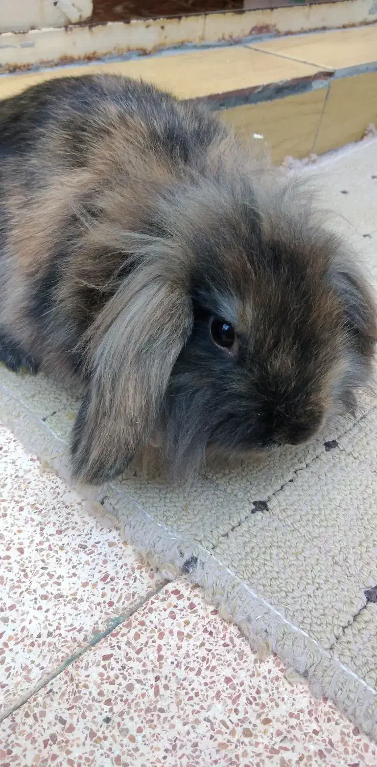 خرگوش لوپ نر خوشکل|موش و خرگوش|ارومیه, |دیوار