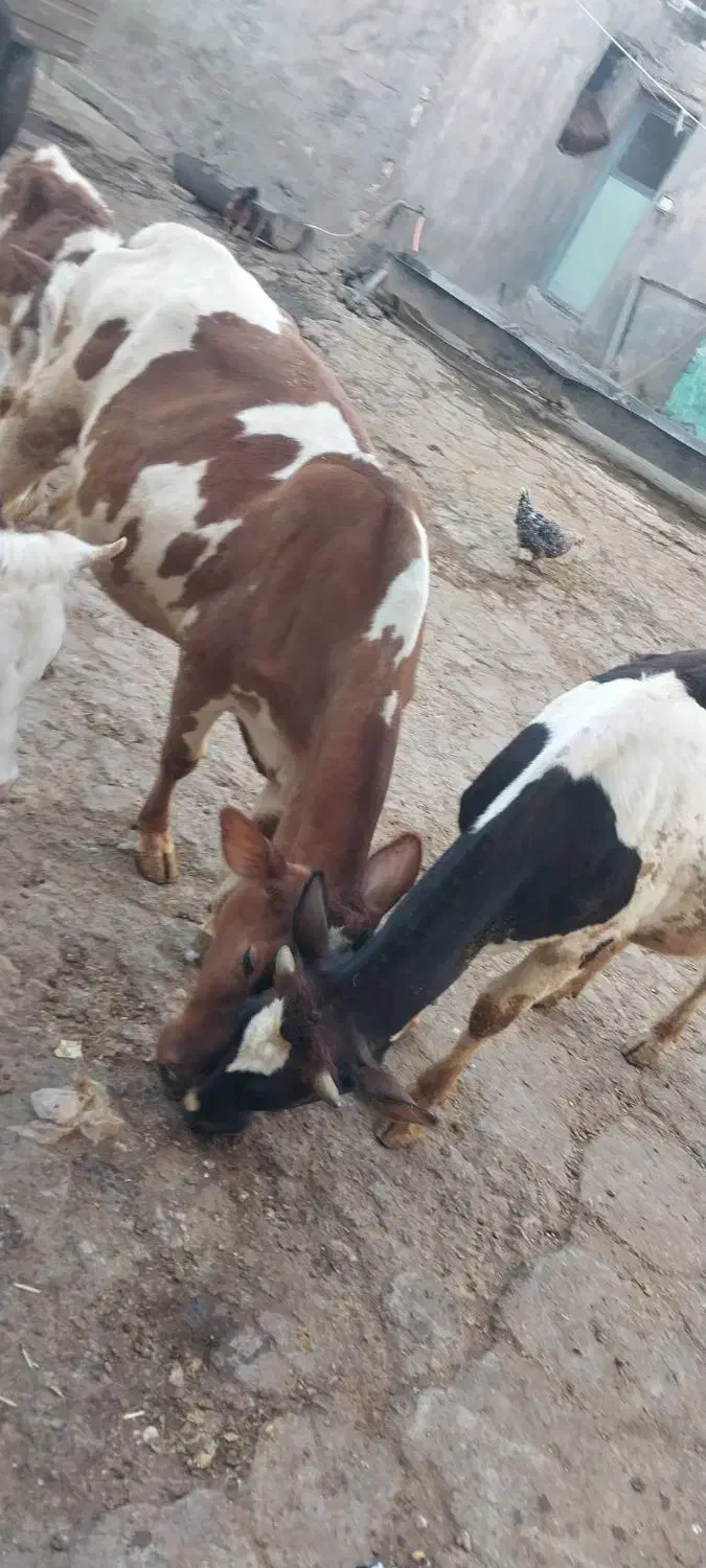 گوساله ماده چاق|حیوانات مزرعه|دالاهو, |دیوار