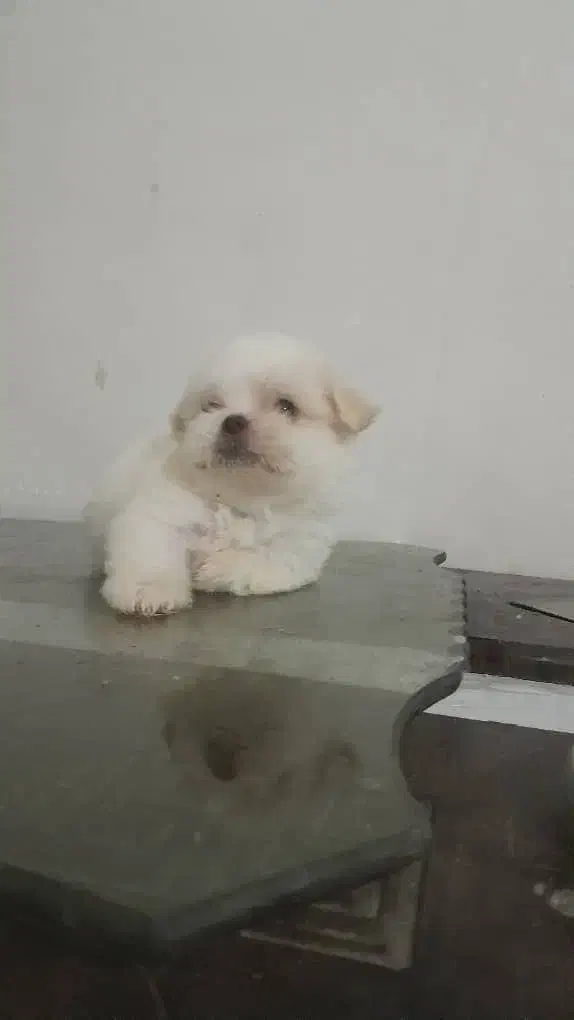 واگذاری توله های آپارتمانی با کیفیت وسالم|سگ|وحیدیه, |دیوار