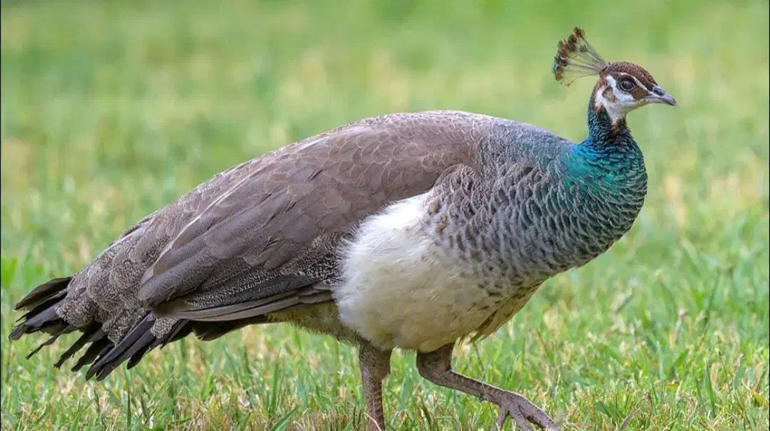 گمشده طاووس|پرنده|مشهد, جلالیه|دیوار