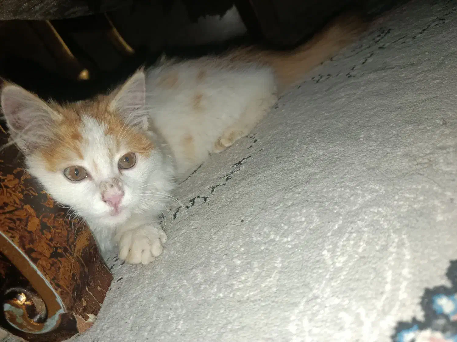 حیوان خانگی|گربه|اشتهارد, |دیوار