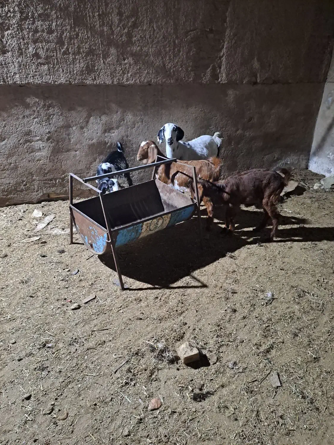 بزوکره|حیوانات مزرعه|یزد, |دیوار