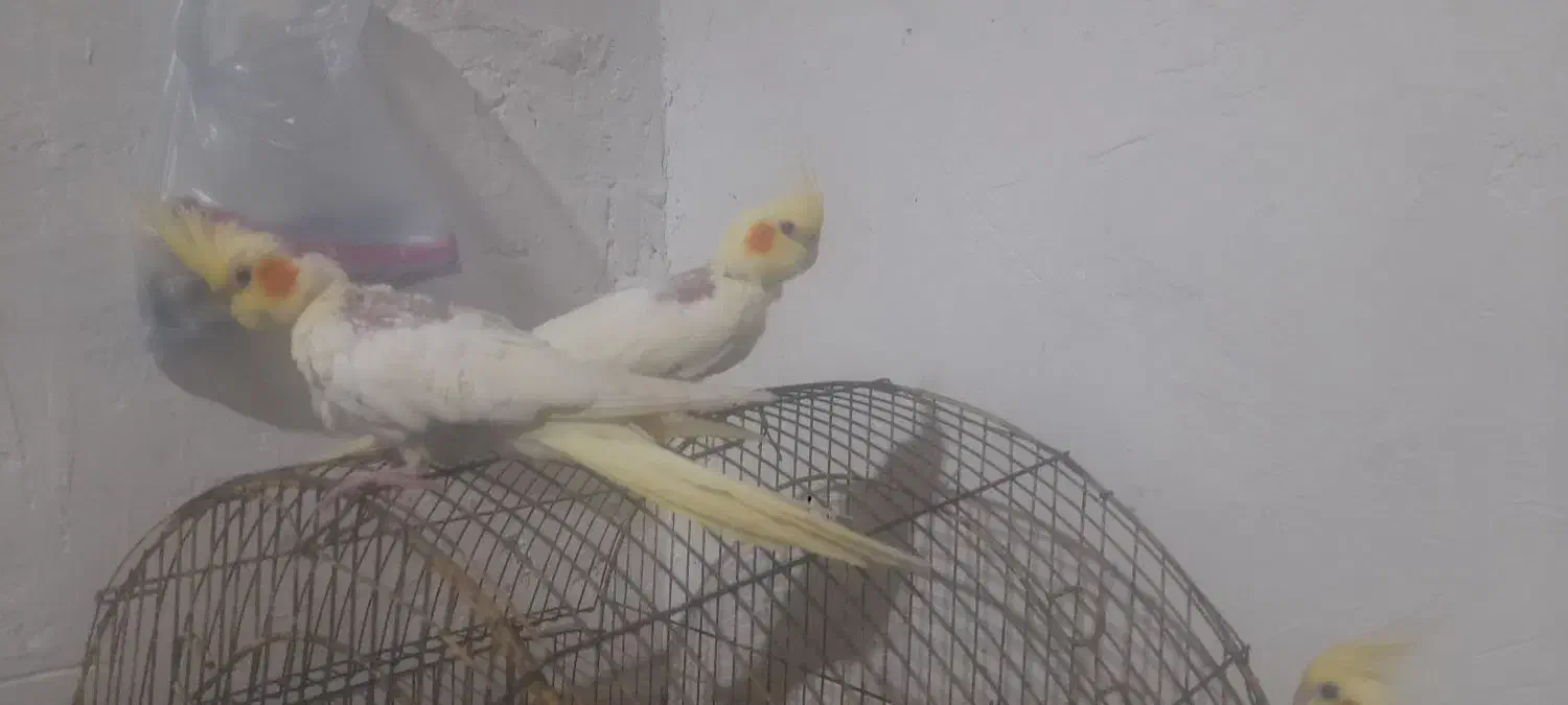 عروس هلندی دوتا نرالبینو ویک ماده آهوی|پرنده|خرمشهر, |دیوار