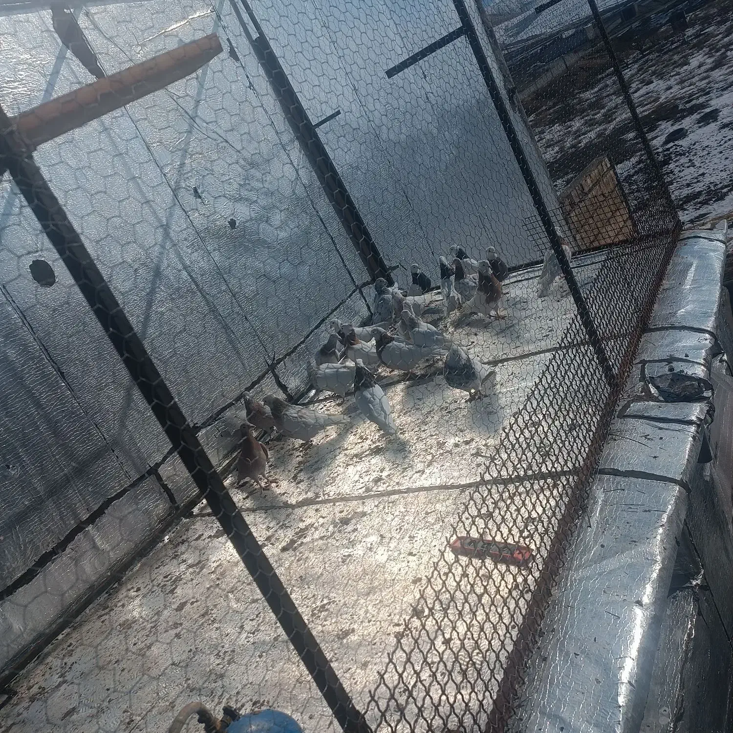 طوقی کاکلی|پرنده|بهار, |دیوار