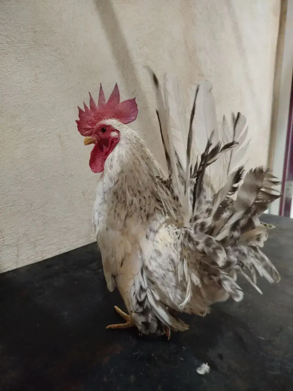 خروس ژاپنی|حیوانات مزرعه|هشتگرد, هشتگرد قدیم|دیوار