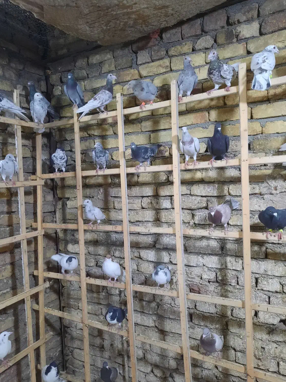 کبوتر پرنده|پرنده|قزوین, |دیوار