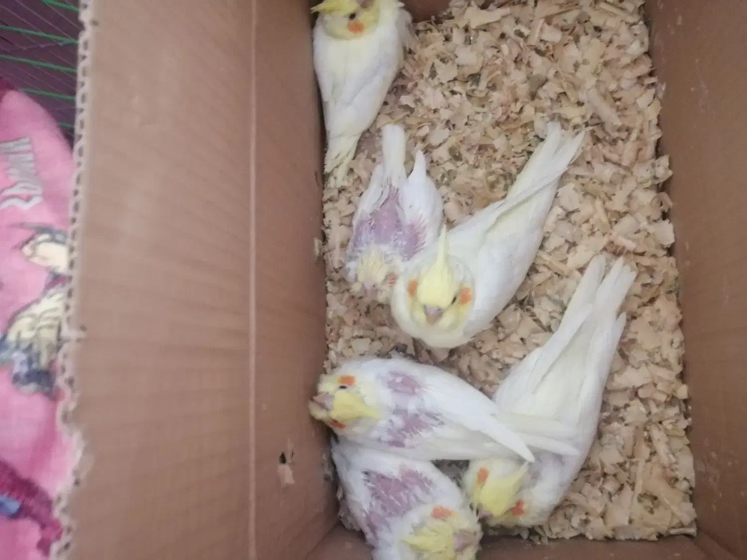 جوجه عروس لوتینو|پرنده|بندرعباس, |دیوار