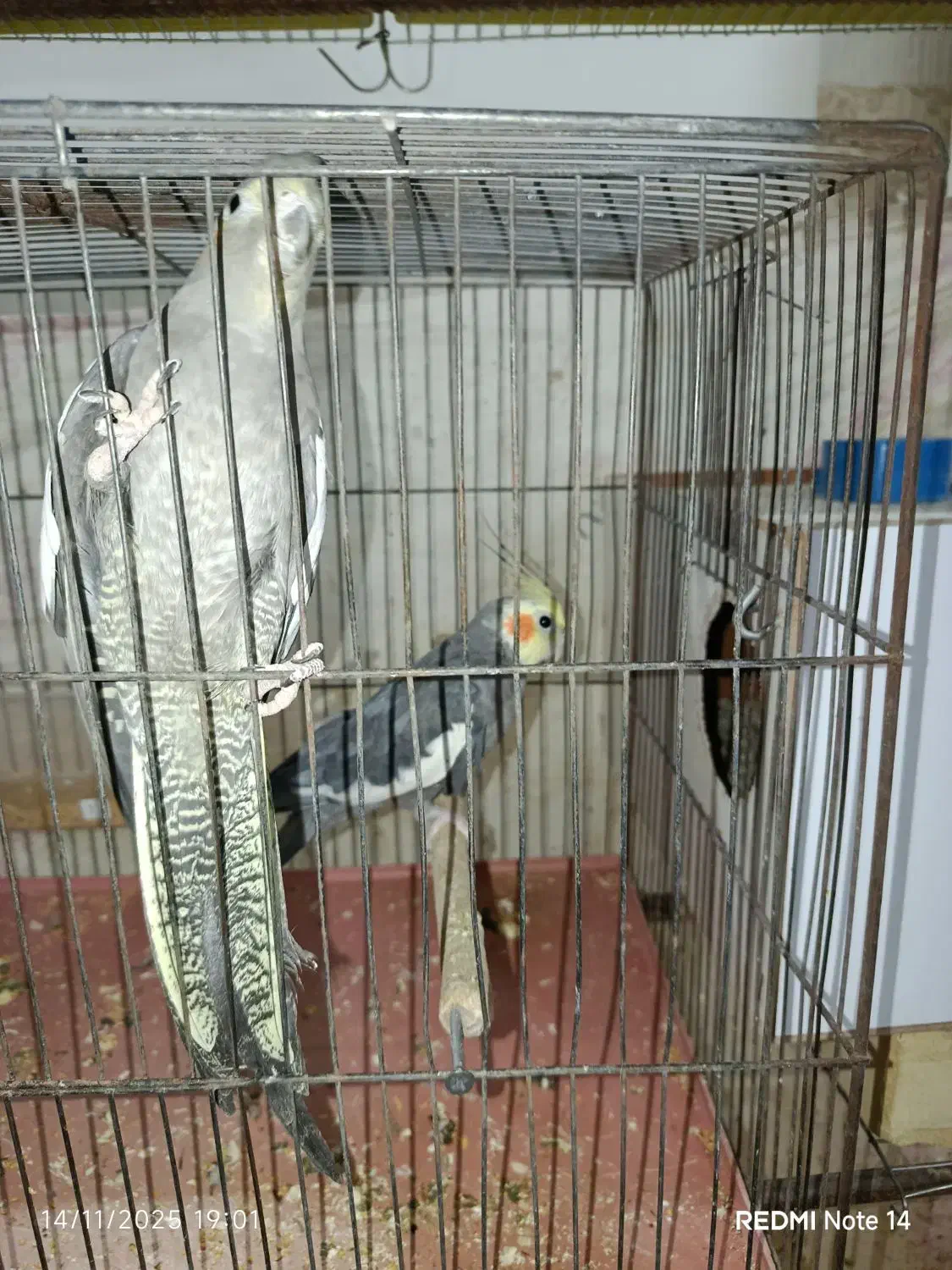 جفت عروس هلندی|پرنده|یزد, |دیوار