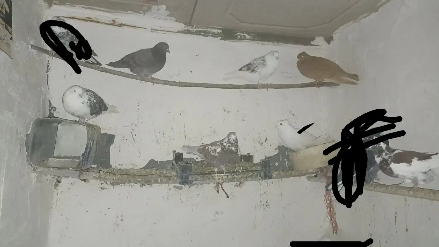 کفتر.کبوتر|پرنده|ساروق, |دیوار