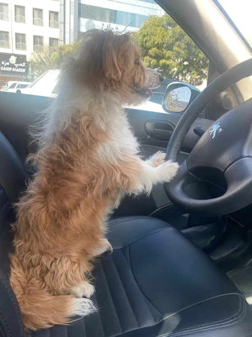 سگ نر ۷ماهه نژاد میکس اشپیتز و شیتزو|سگ|کرج, مهرویلا جنوبی|دیوار