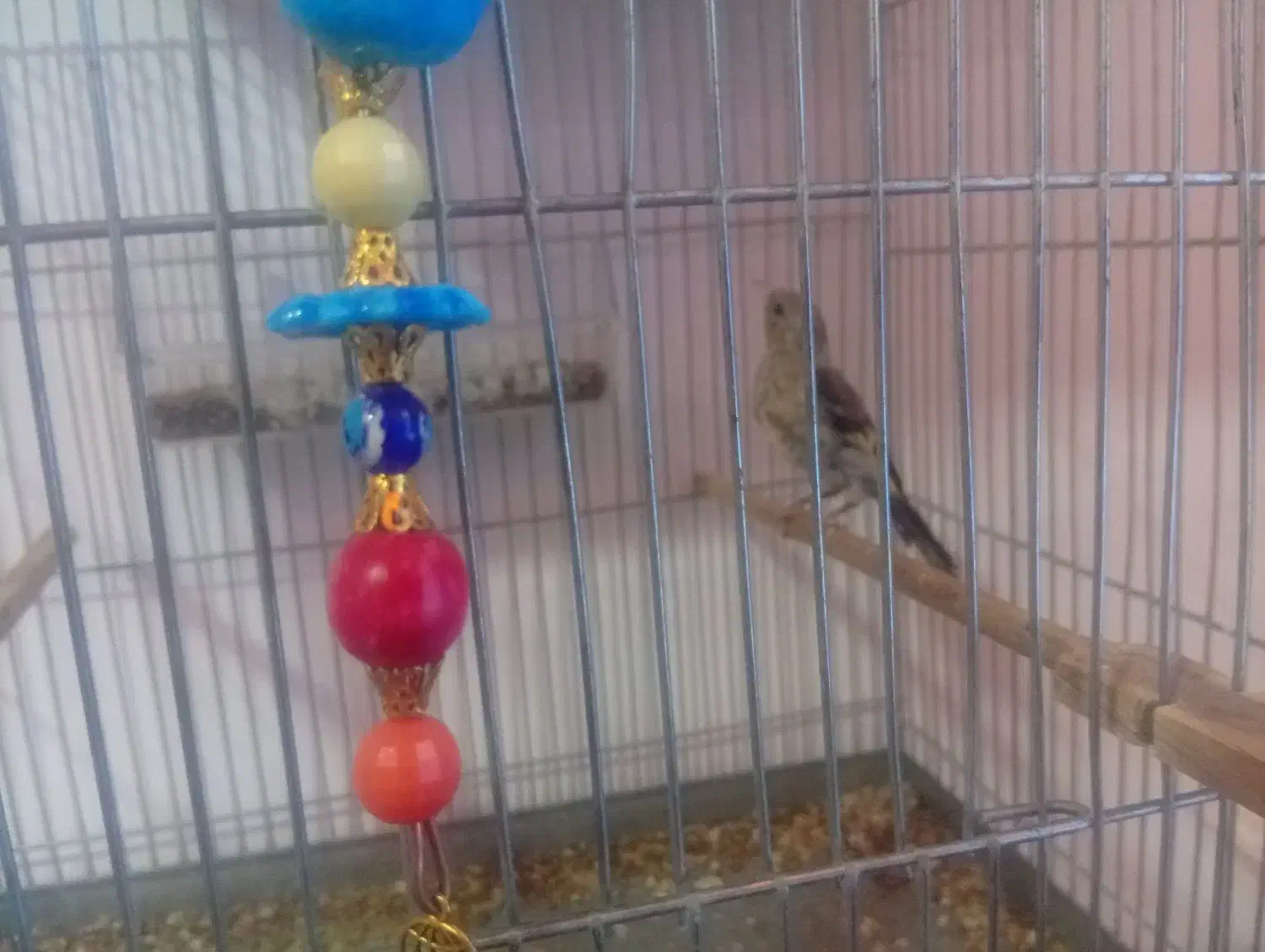 جوجه سره نر|پرنده|قدس, شهر‌قدس|دیوار