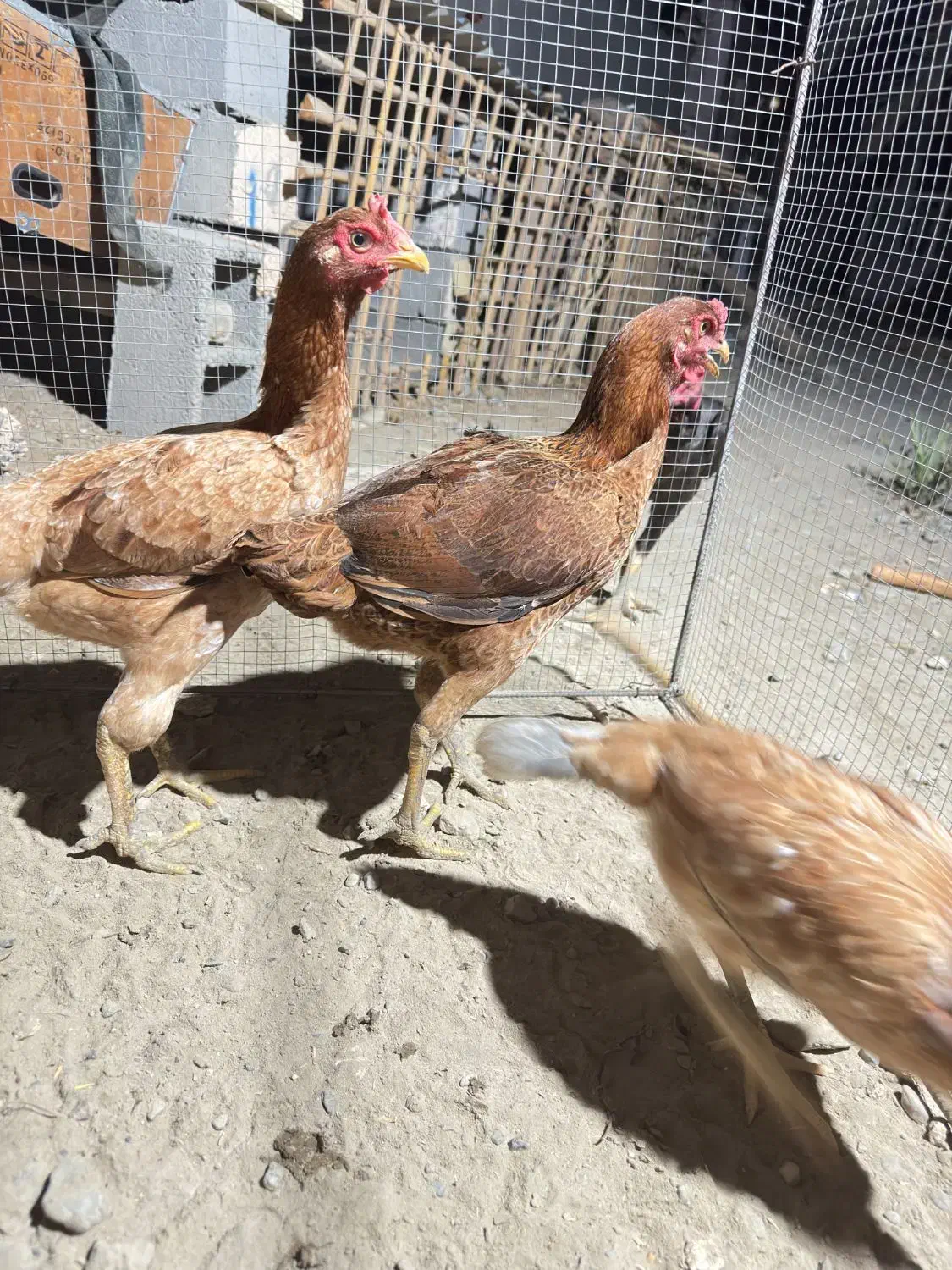 مرغ اصیل|حیوانات مزرعه|میناب, |دیوار