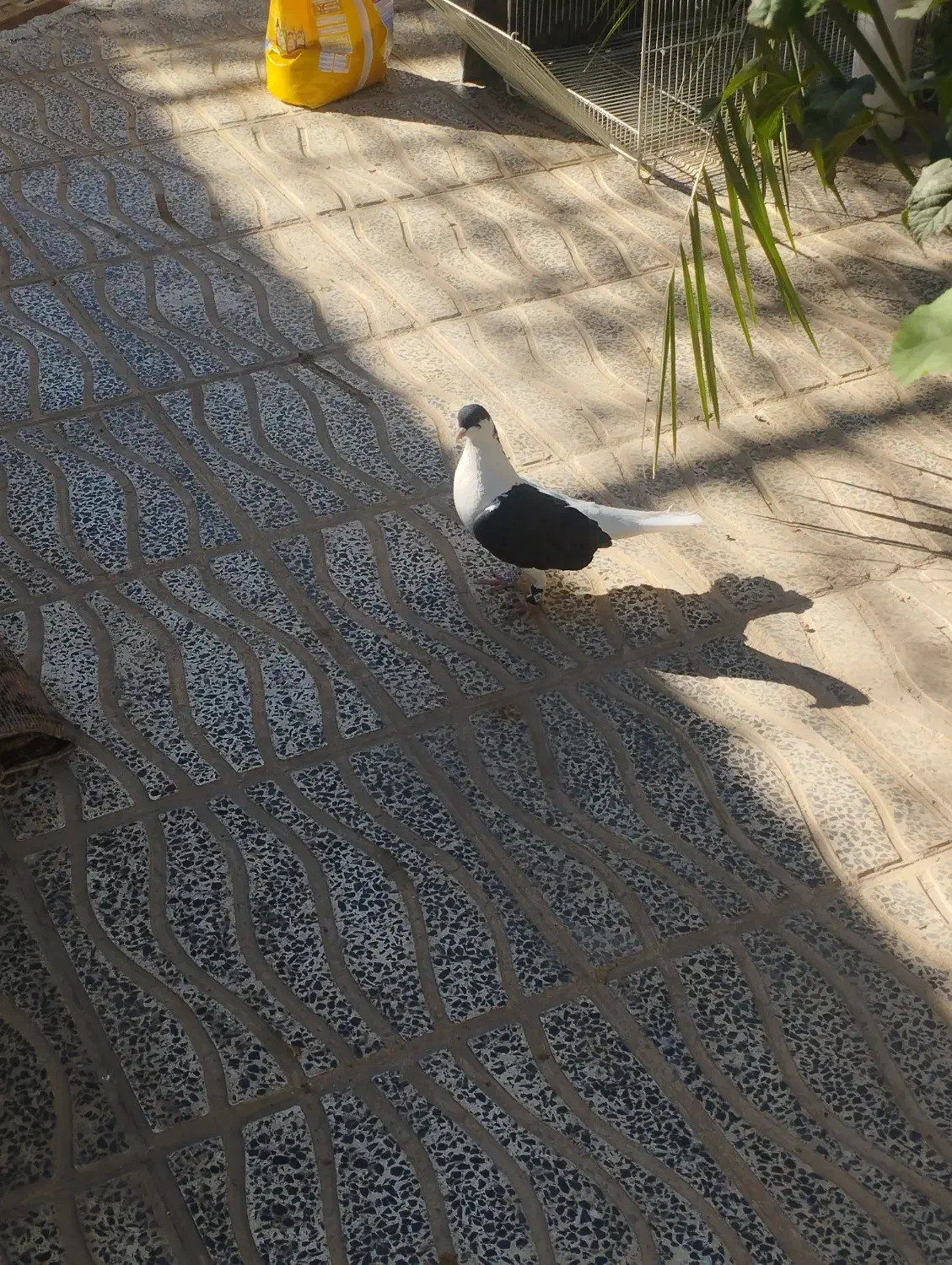 چپه نر|پرنده|طبس, |دیوار