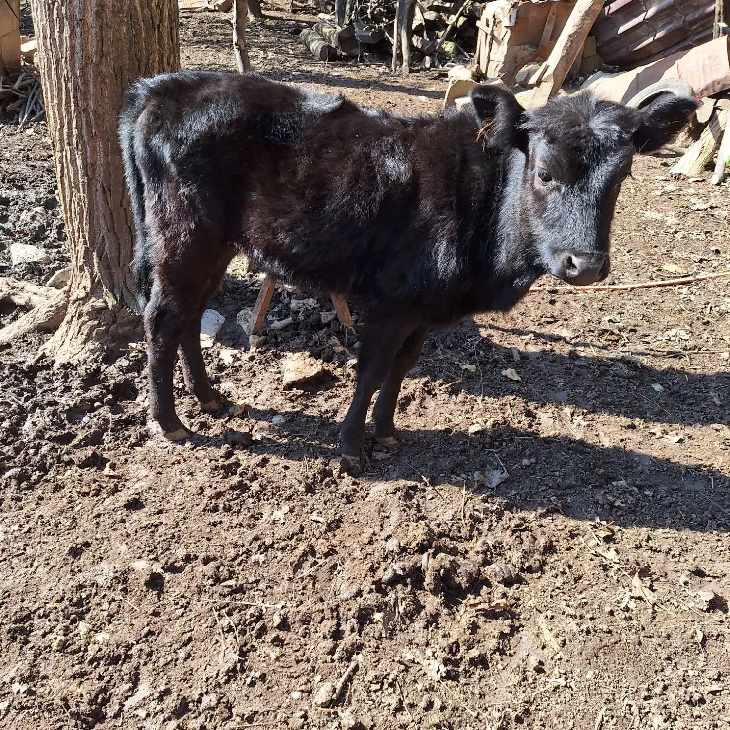 مونده ماده|حیوانات مزرعه|ماسال, |دیوار