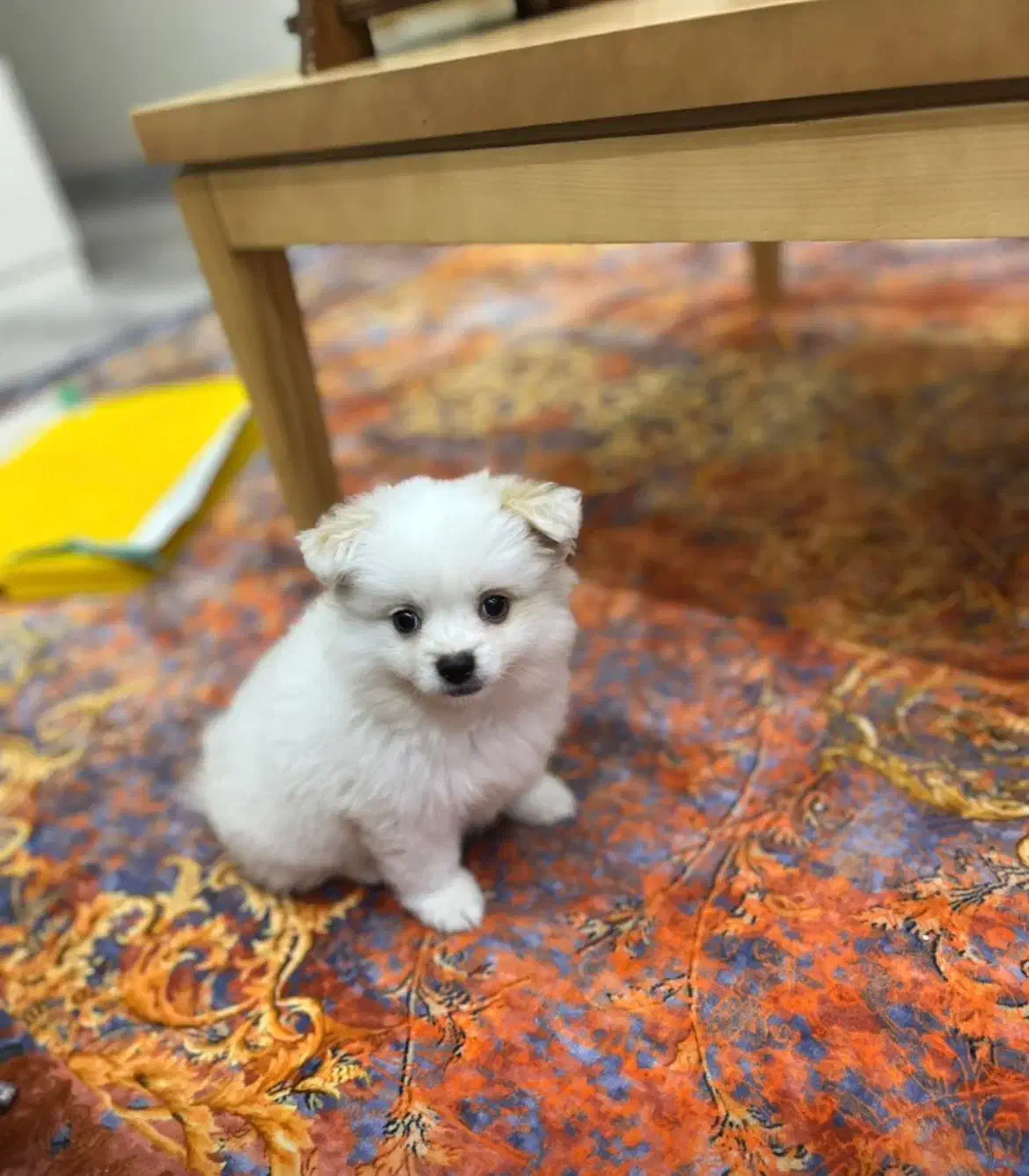 سگ پامر ماده ۳ ماهه|سگ|لاهیجان, امیرشهید|دیوار