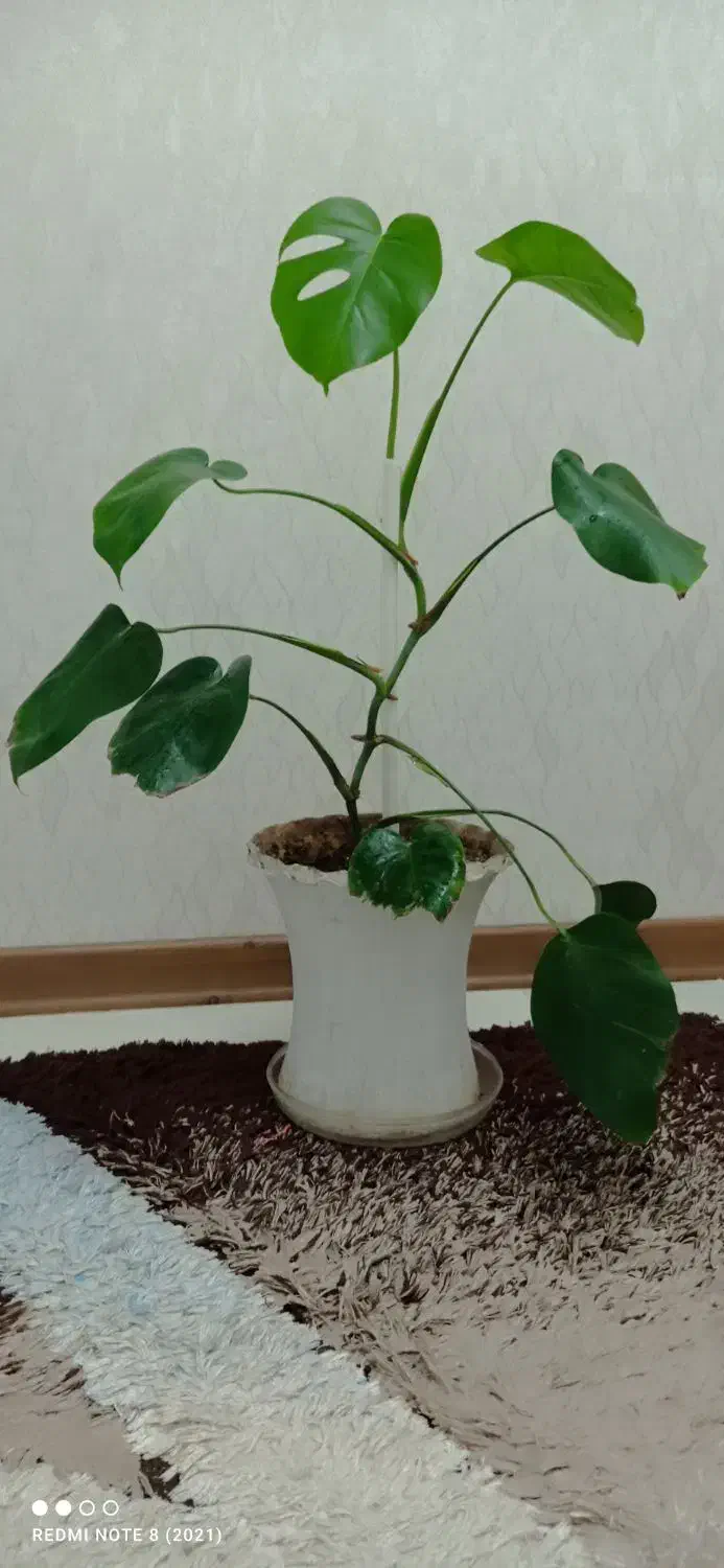 گل برگ انجیری زیبا|گل و گیاه طبیعی|قزوین, |دیوار