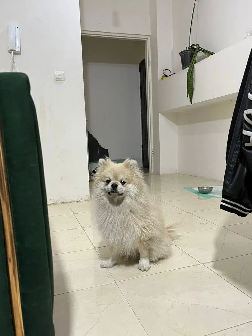 واگذاری پامر|سگ|پرند, فاز ۶|دیوار