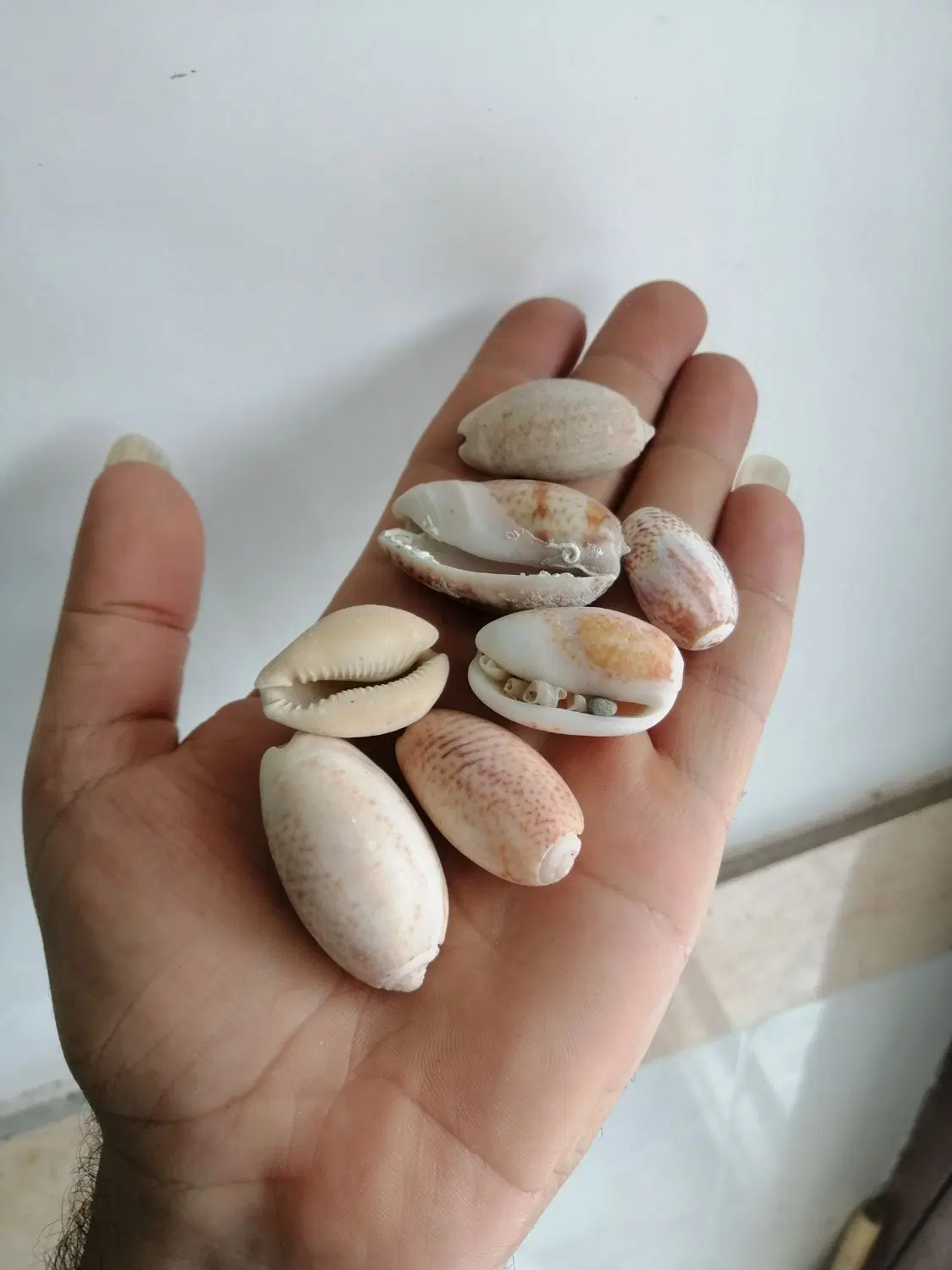 صدف|صنایع دستی و سایر لوازم تزئینی|آزادشهر, |دیوار