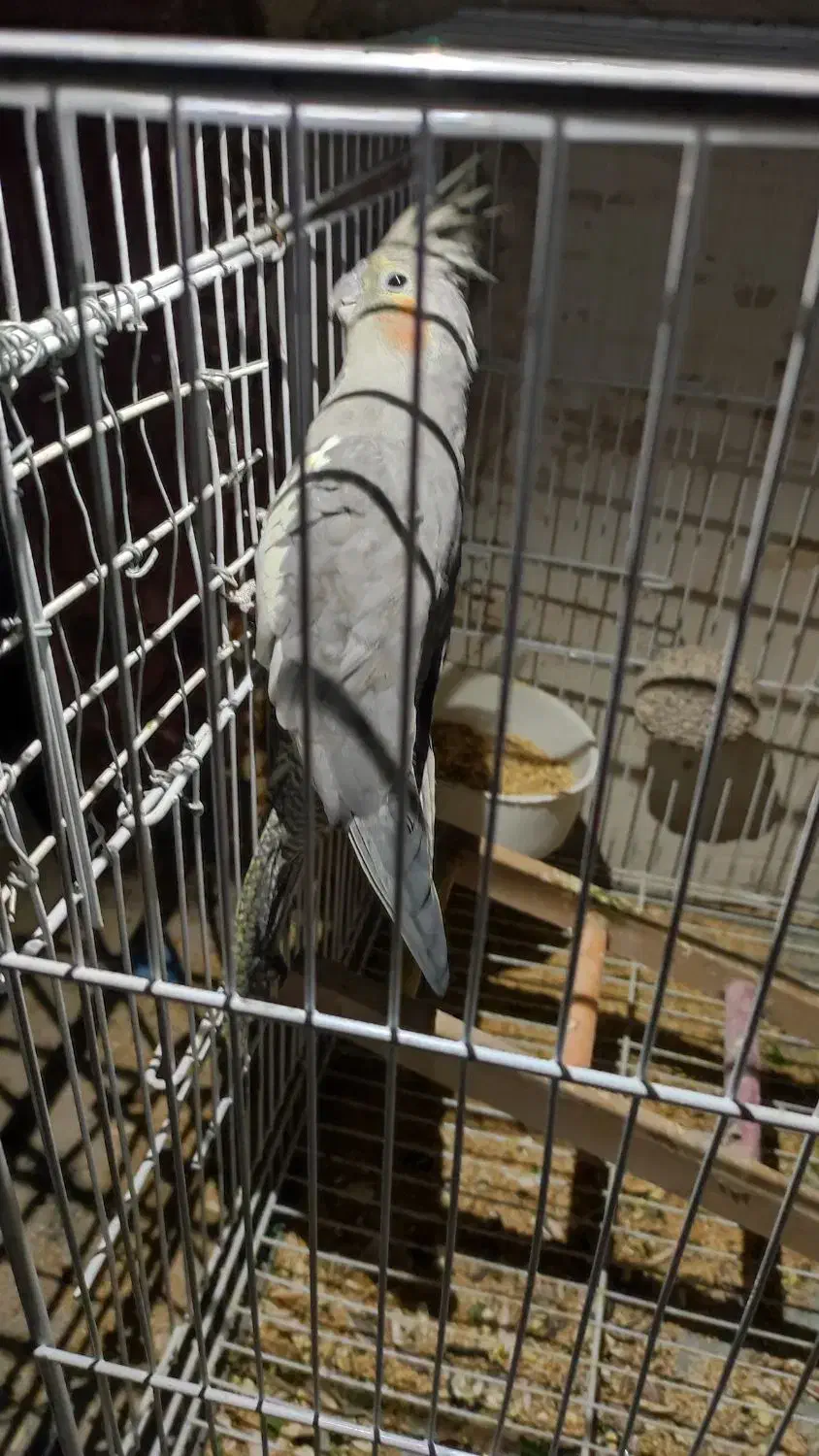 یک جفت عروس هلندی نر و ماده|پرنده|مشهد, دانش|دیوار