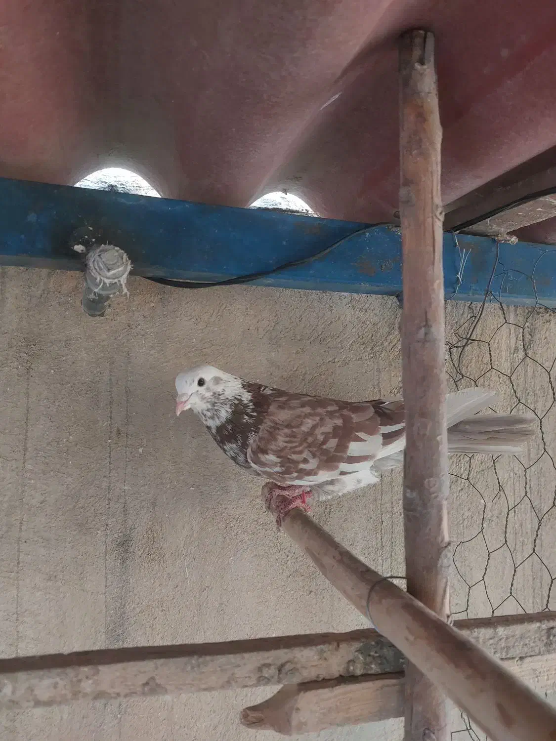 کفتر کبوتر سو قدیم پرشی|پرنده|ری, فیروزآبادی|دیوار