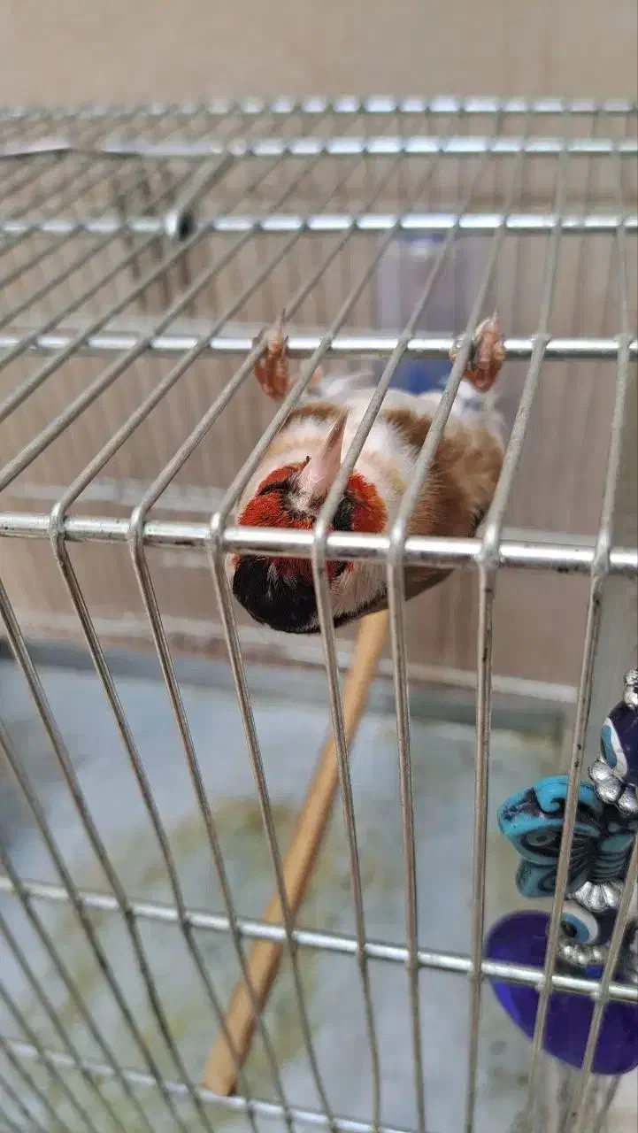 سهره سرحال جوان|پرنده|اسلامشهر, باغ فیض|دیوار