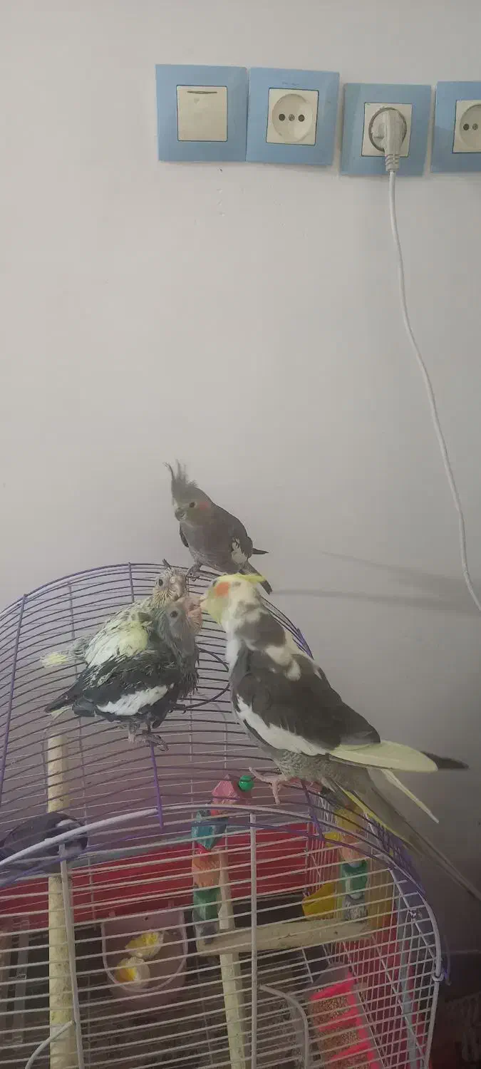 یک جفت عروس هلندی با جفت جوجه کامل دستی و خونگی|پرنده|برازجان, |دیوار