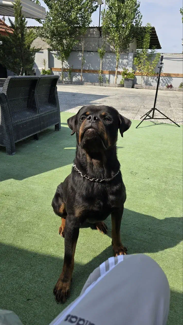 روت با اصالت|سگ|آکند, |دیوار