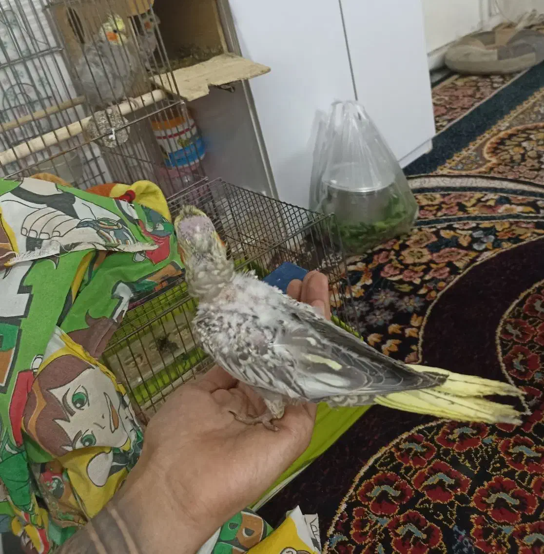 جوجه عروس هلندی مرواریدی|پرنده|شیراز, کوشک میدان|دیوار