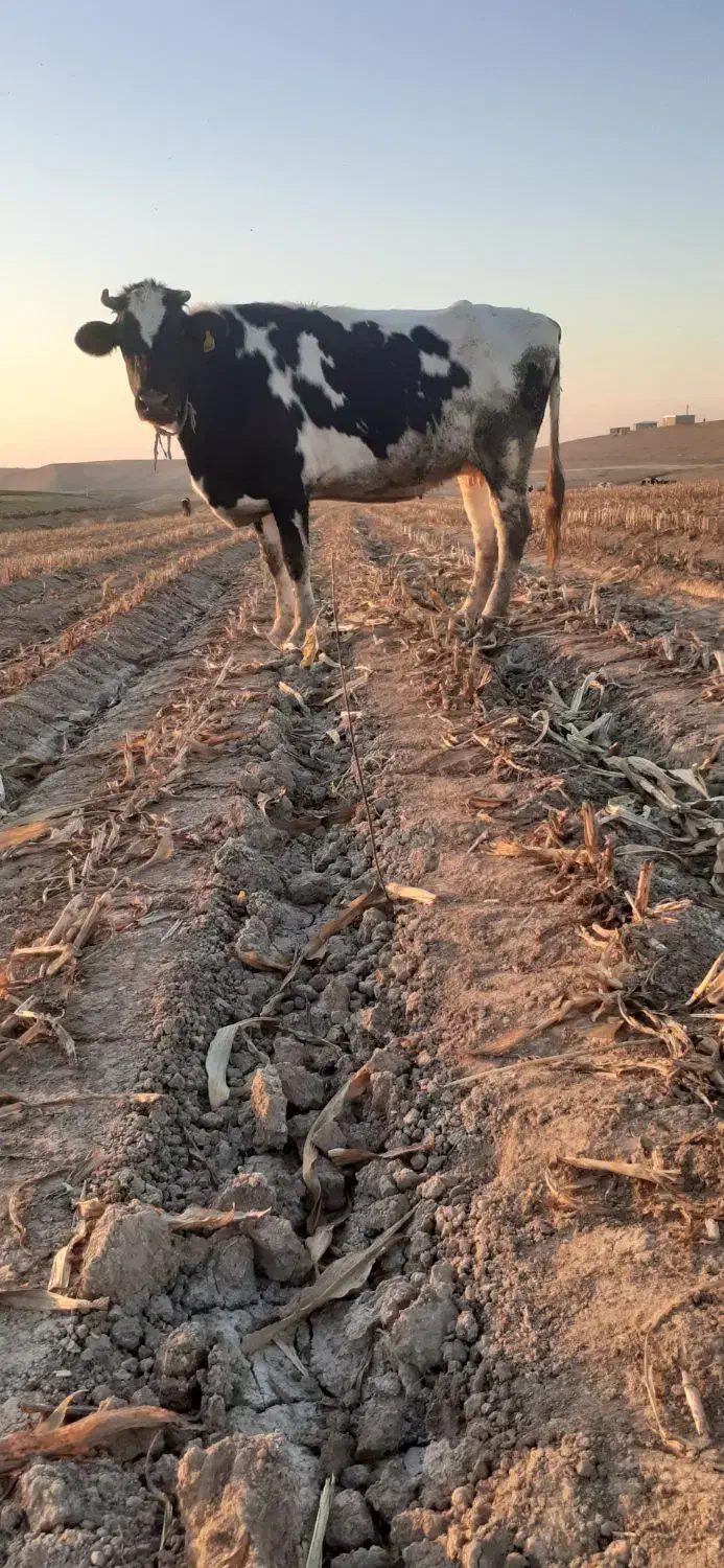 دو عدد گاو آبستن ۷ماهه|حیوانات مزرعه|قشلاق دشت, |دیوار