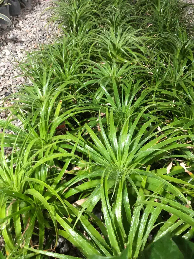 گل ارزون|گل و گیاه طبیعی|شهریار, شهریار|دیوار