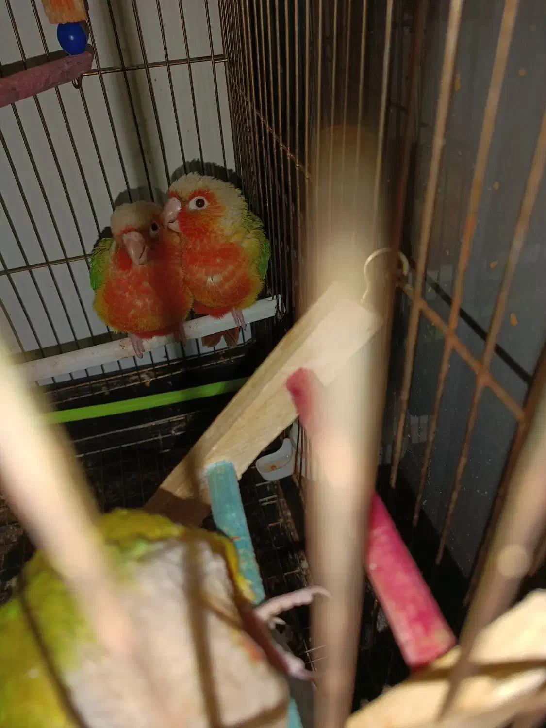 گرین چیک سوپر رد عروس هلندی|پرنده|مشهد, ابوذر|دیوار