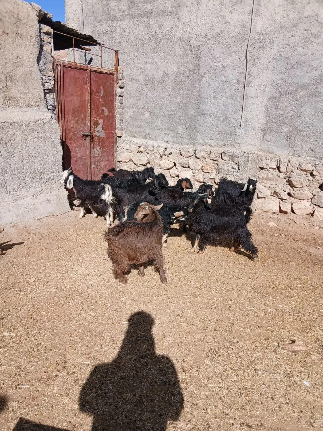 ۱۰ راس بزغاله|حیوانات مزرعه|آبدانان, |دیوار