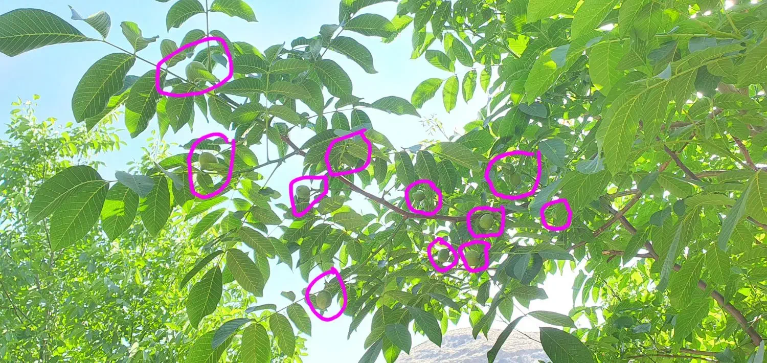 پیوند و هرس درختان|خدمات باغبانی و درختکاری|دماوند, دماوند|دیوار