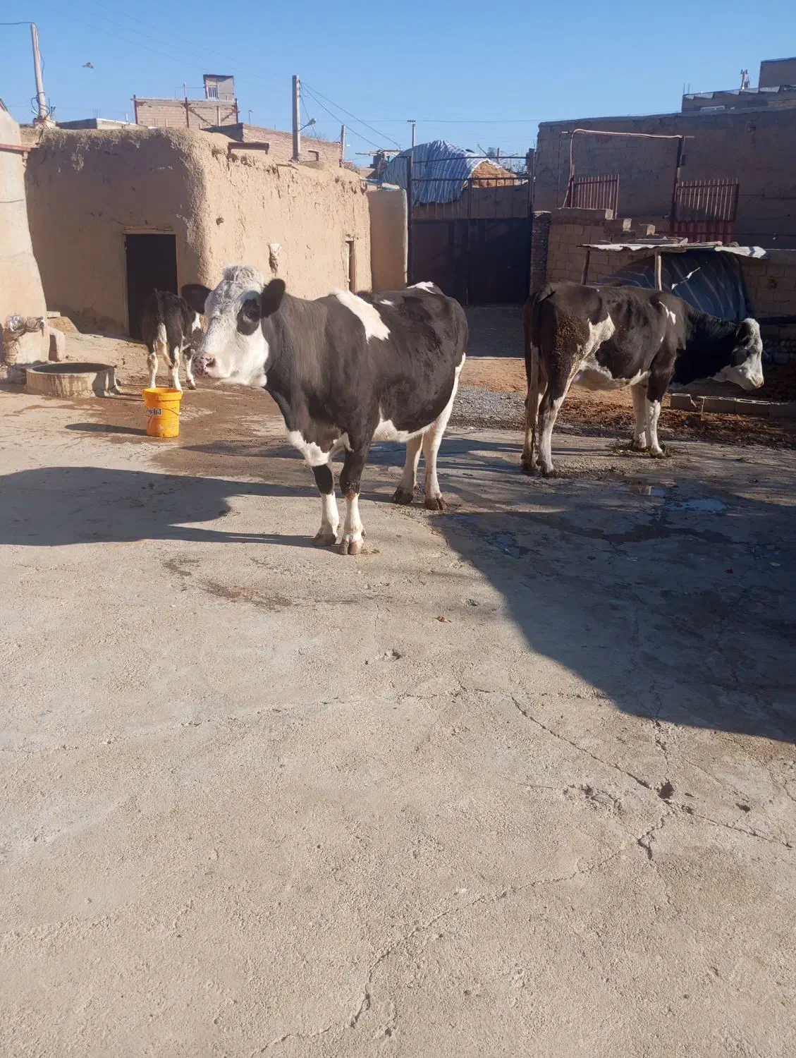 180|حیوانات مزرعه|ملکان, |دیوار