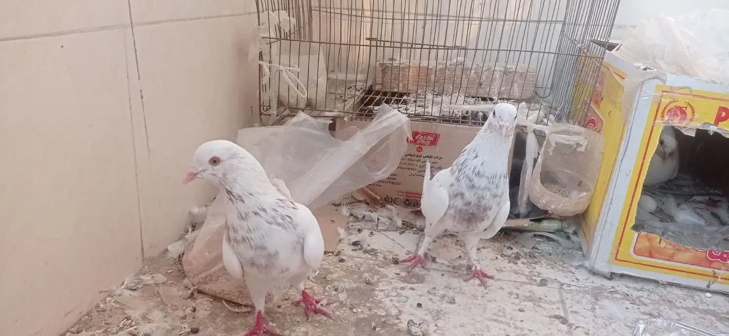 کبوتر همرنگ|پرنده|میناب, |دیوار