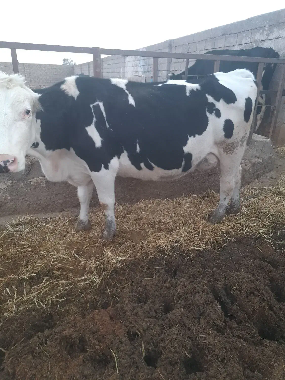 تعدادی گاو شیری فروشی|حیوانات مزرعه|راور, |دیوار