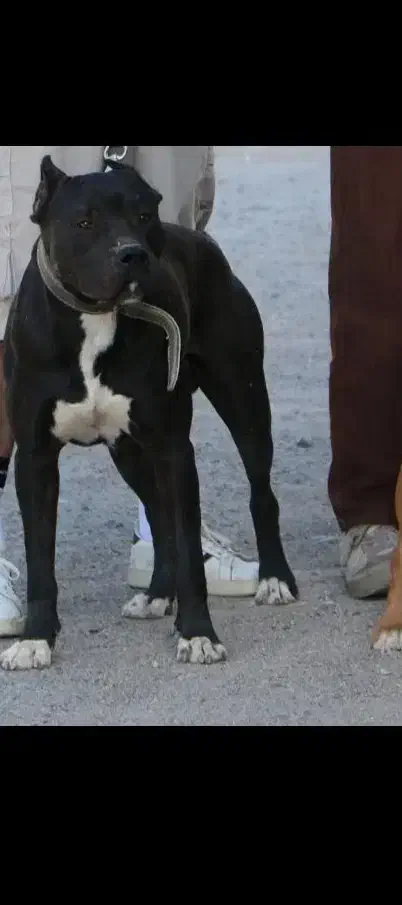 سگ پیتبول نگهبان|سگ|جیرفت, |دیوار