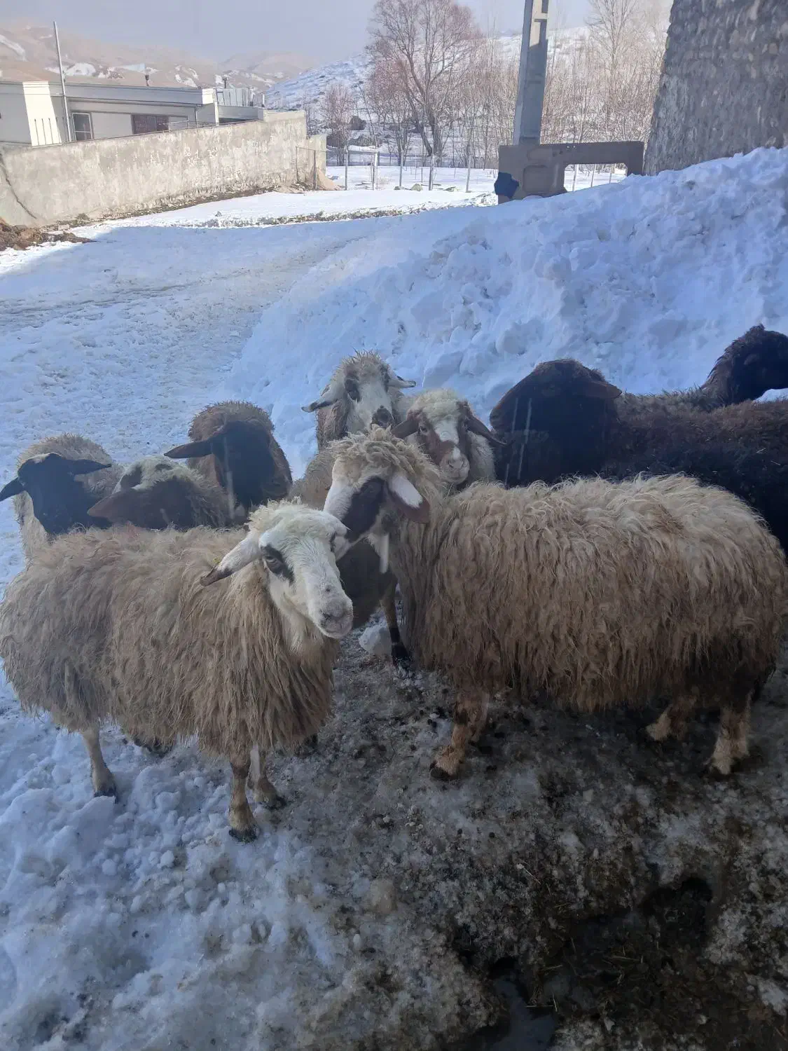 میش داشتی|حیوانات مزرعه|زاغه, |دیوار