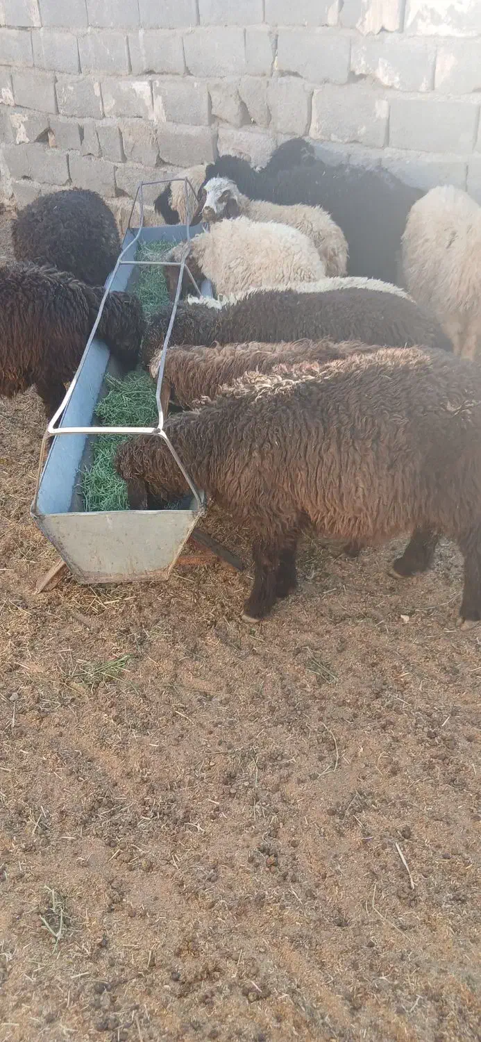 بره  نر سبک سبک|حیوانات مزرعه|مهریز, |دیوار