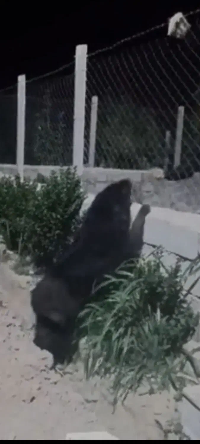 سگ قدریجونی|سگ|ایلام, |دیوار