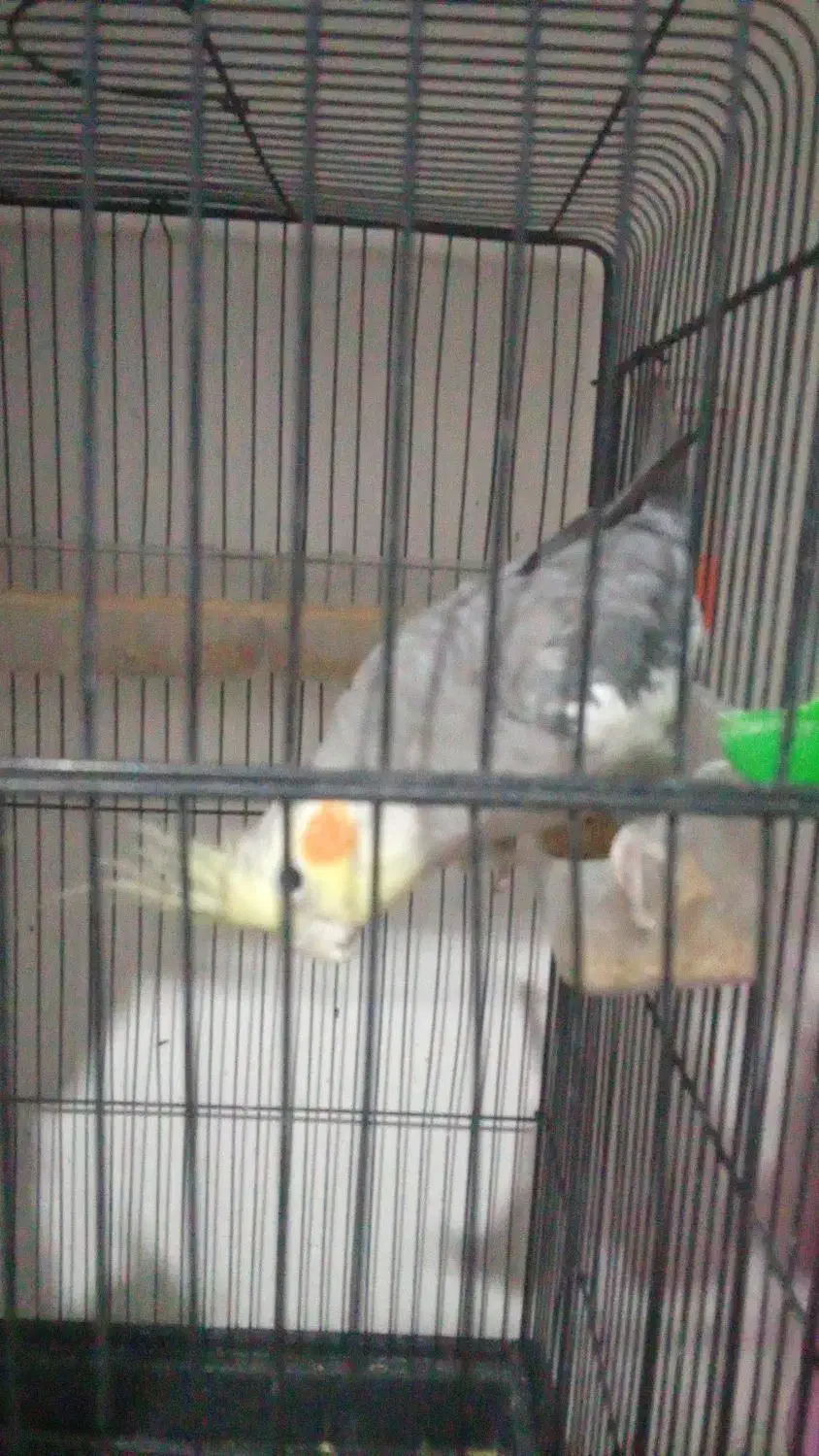 عروس هلندی نر سخنگو|پرنده|تربت‌حیدریه, بالا ولایت|دیوار