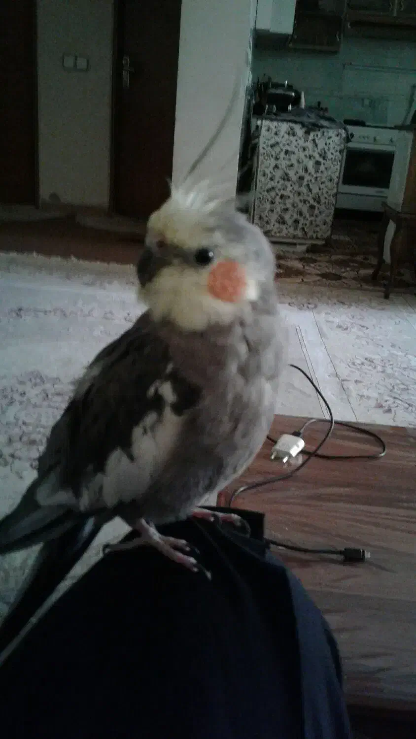 گمشده|حیوانات|اصفهان, بهارستان|دیوار