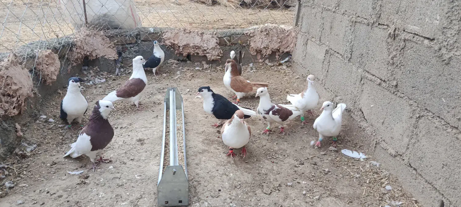 کبوتر|پرنده|جغتای, |دیوار