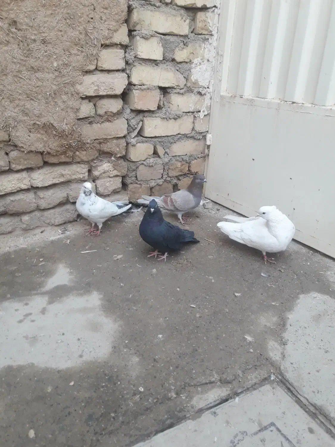 کبوتر|پرنده|خمینی‌شهر, |دیوار