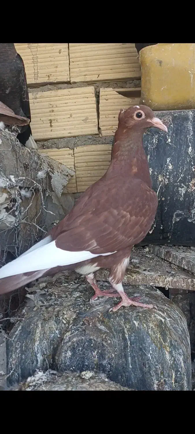 جوجه میناسرخ کاکل|پرنده|زاهدان, |دیوار