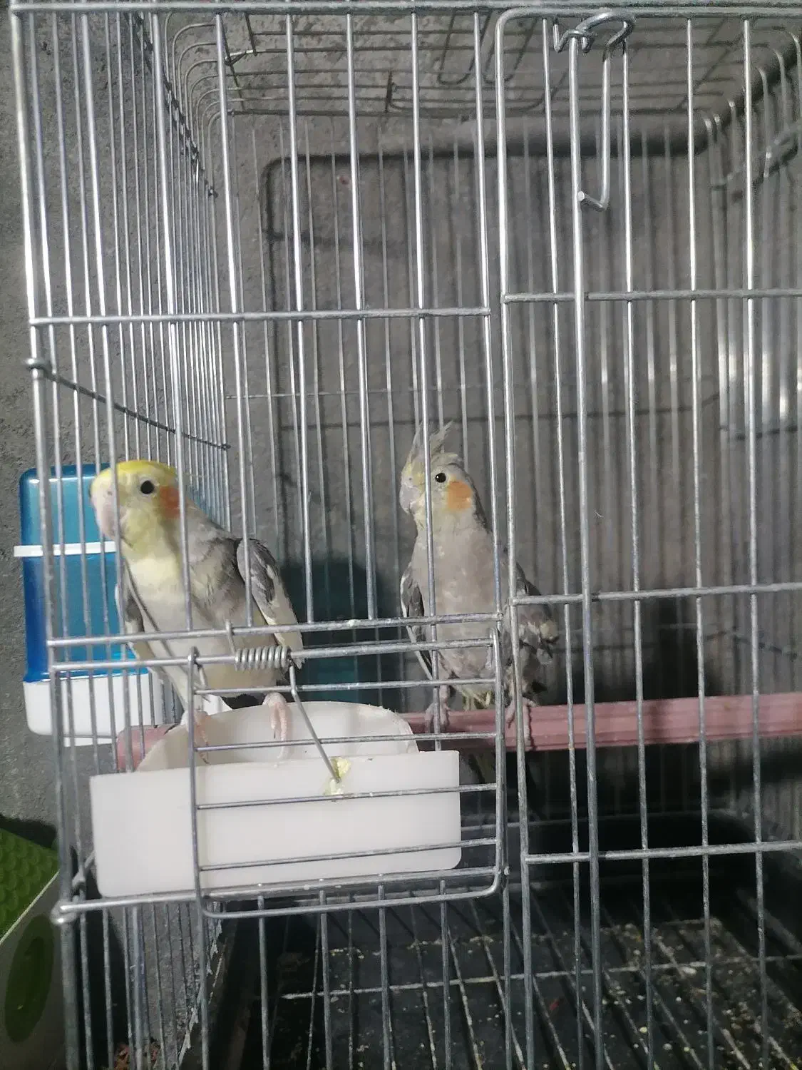 عروس هلندی|پرنده|بیرجند, |دیوار