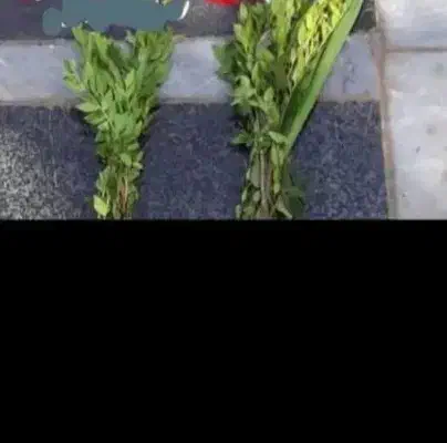 فروش قبر ۳ متری در دارالرحمه|فروش زمین و ملک کلنگی|شیراز, دارالرحمه|دیوار
