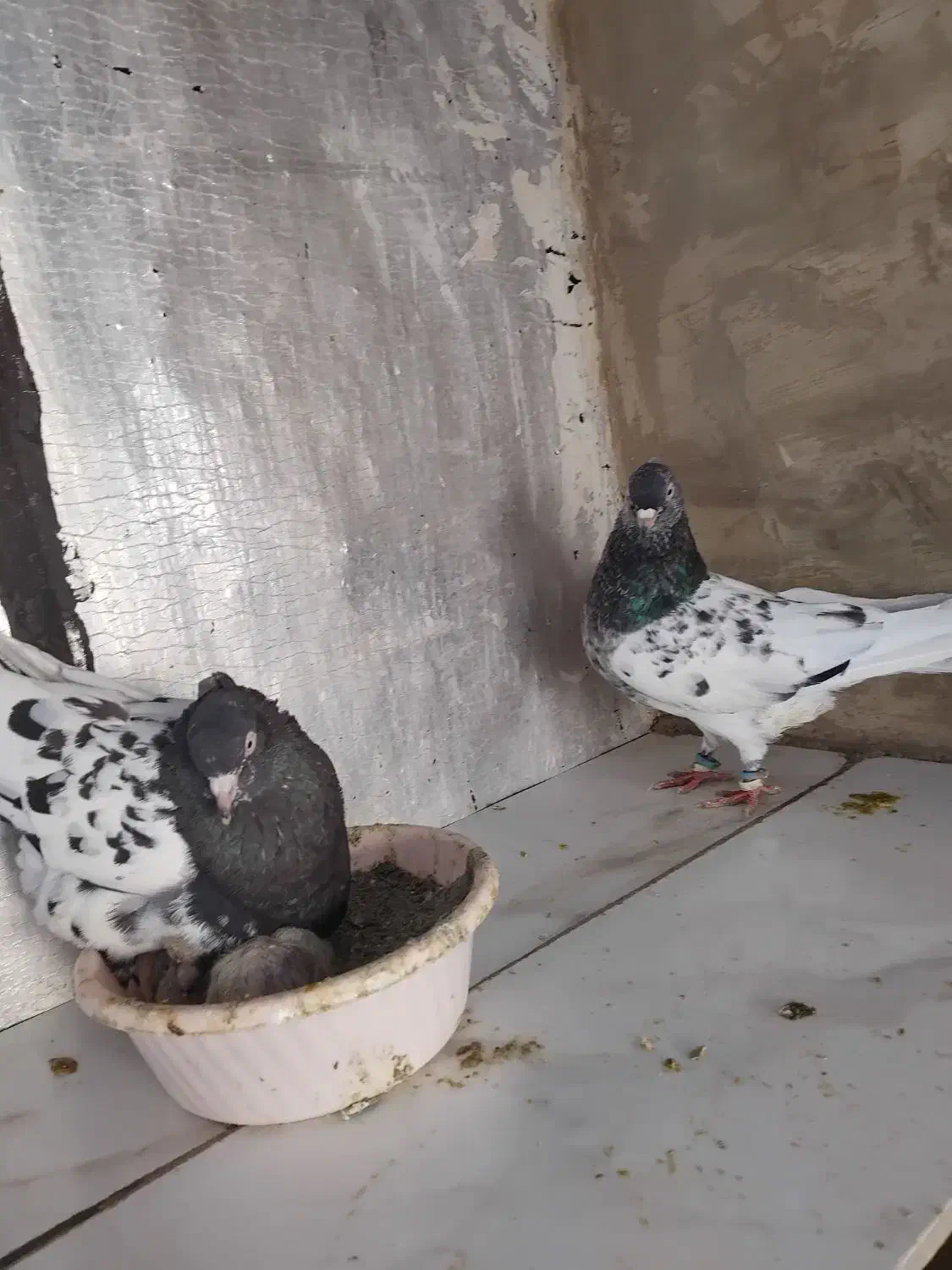 کبوتر کله سیاه|پرنده|گنبد کاووس, |دیوار